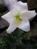 Lilium Martagon Saponin 